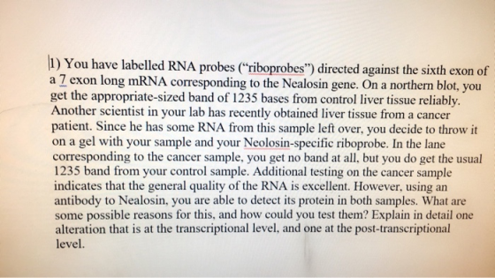 )You have labelled RNA probes (riboprobes) directed against the sixth exon of a 7 exon long mRNA corresponding to the Nealo