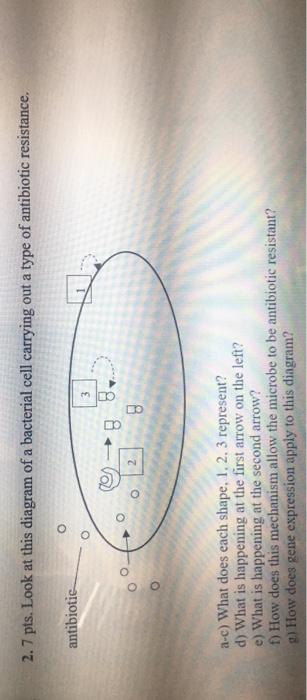 2.7 pts. Look at this diagram of a bacterial cell carrying out a type of antibiotic resistance. antibiotic 88- boto 2 a-c) Wh