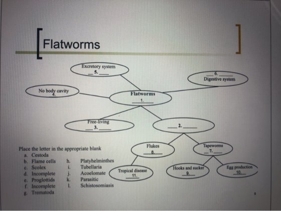 Flatworms Excretory system Digestive system ( Ho bay chin No body cavity latworms a Freelring s 2 Flukes Tapeworms Hooks and
