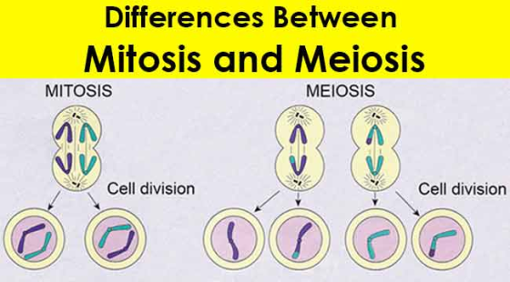 Differences Between Mitosis and Meiosis MITOSIS MEIOSIS Cell division Cell division Door