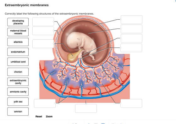 Extraembryonic membranes Correctly label the following structures of the extraembryonic membranes. developing placenta matern