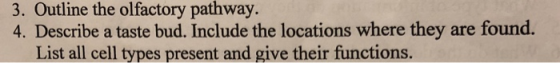3. Outline the olfactory pathway. 4. Describe a taste bud. Include the locations where they are found. List all cell types present and give their functions.