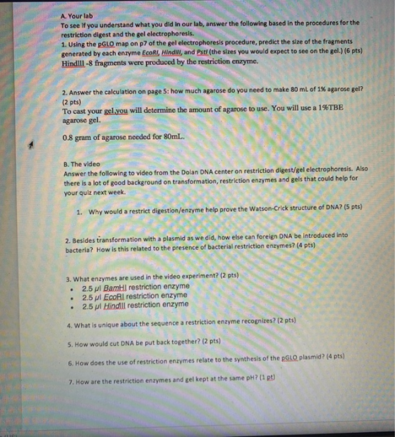 A. Your lab To see if you understand what you did in our lab, answer the following based in the procedures for the restrictio
