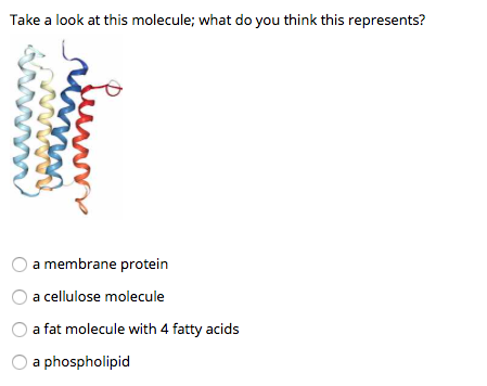 Take a look at this molecule; what do you think this represents? O a membrane protein O a cellulose molecule O a fat molecule
