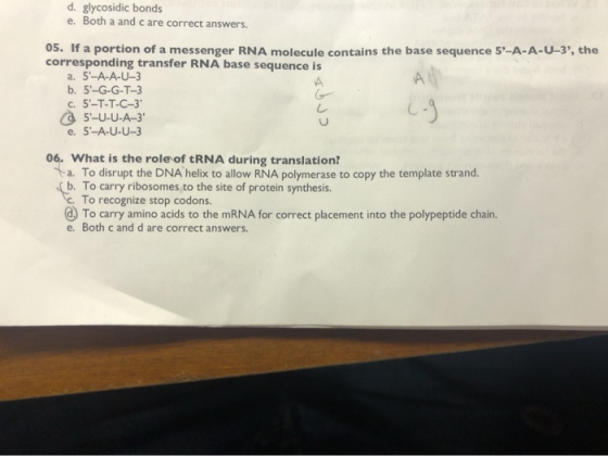 d. glycosidic bonds e. Both a and care correct answers. 05. If a portion of a messenger RNA molecule contains the base sequen