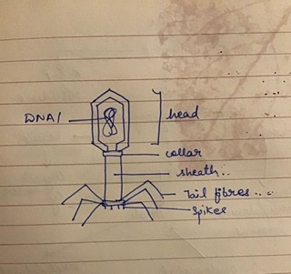 DNA DNA a head head المللی at sheath tail ibres... Spikes