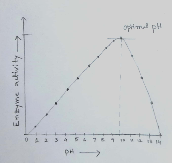 optimal pH — 4 лето лhaw3 0 1 2 3 4 5 6 7 8 1 10 11 12 13 14 pH >
