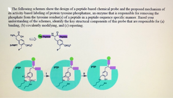 The following schemes show the design of a peptide-based chemical probe and the proposed mechanism of its activity-based labe