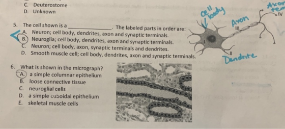 C. Deuterostome D. Unknown on c Aron 5. The cell shown is a - The labeled parts in order are: A. Neuron; cell body, dendrites