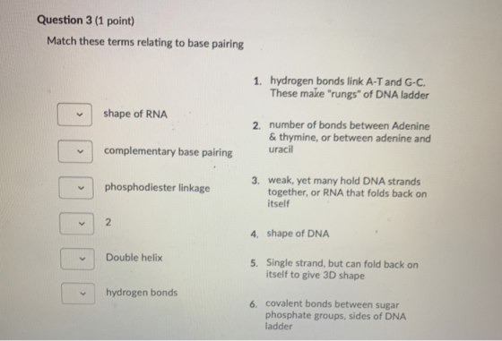 Question 3 (1 point) Match these terms relating to base pairing 1. hydrogen bonds link A-T and G-C. These make rungs of DNA