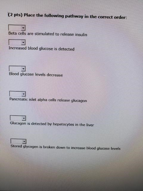 (2 pts) Place the following pathway in the correct order: Beta cells are stimulated to release insulin Increased blood glucos