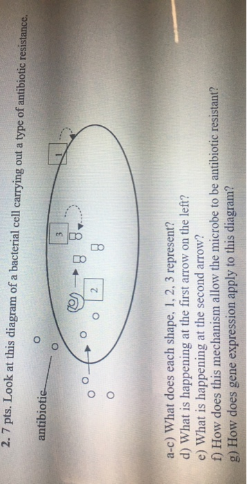 2.7 pts. Look at this diagram of a bacterial cell carrying out a type of antibiotic resistance. antibiotic O oots -> a-c) Wha