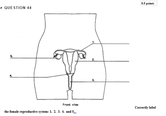 0.5 points QUESTION 44 5. 2. 3. Front view Correctly label the female reproductive system: 1. 2. 3. 4. and 5,.