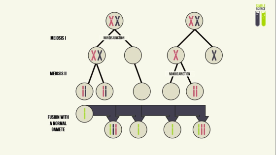 SIMPLE SCIENCE CX MEIOSISI NONDISJUNCTION MEIOSIS II NONDISJUNCTION FUSION WITH A NORMAL GAMETE