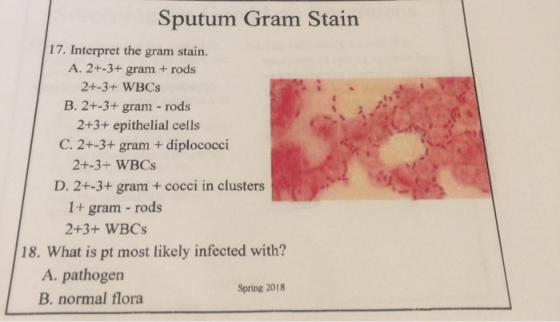 Sputum Gram Stain 17. Interpret the gram stain. A. 2+-3+ gram +rods 2+-3+ WBCs B. 2+-3+ gram rods 2+3+ epithelial cells C. 2+
