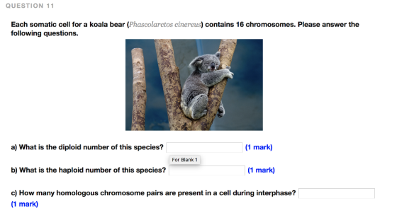 QUESTION 11 Each somatic cell for a koala bear (Phascolarctos cinereus) contains 16 chromosomes. Please answer the following questions. 1 mark) a) What is the diploid number of this species? b) What is the haploid number of this species? c) How many homologous chromosome pairs are present in a cell during interphase? For Blank 1 (1 mark) 1 mark)
