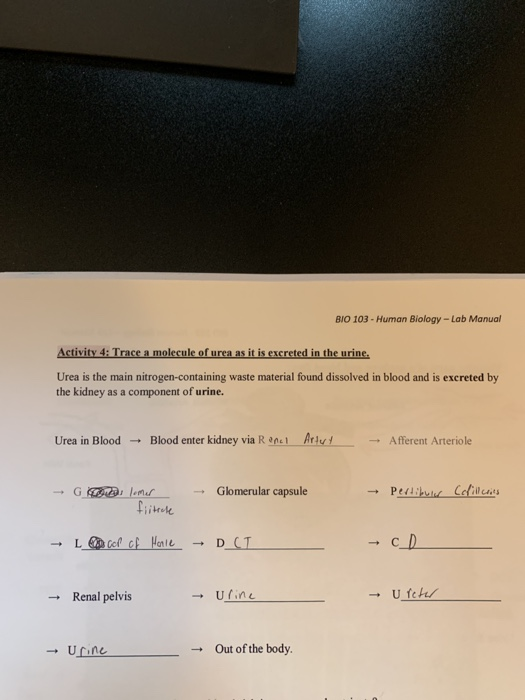 BIO 103 - Human Biology - Lab Manual Activity 4: Trace a molecule of urea as it is excreted in the urine. Urea is the main ni