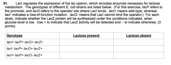 51. Lacl regulates the expression of the lac operon, which encodes enzymes necessary for lactose metabolism. The genotypes of different E. coli strains are listed below. (For this exercise, lacP refers to the promoter, and lacO refers to the operator site where Lacl binds. lacl+ means wild-type, whereas lacl- indicates a loss-of-function mutation. lacO- means that Lacl cannot bind the operator.) For each strain, indicate whether the LacZ protein will be synthesized under the conditions indicated, when glucose level is low. Use + to indicate that LacZ activity will be detected and - to indicate otherwise. (3 Genotype lacl+ lacP+ laco+ lacZ+ lacl- lacP lacO+ lacZ+ lacl+ lacP+ lacO- lacZ+ Lactose present Lactose absent