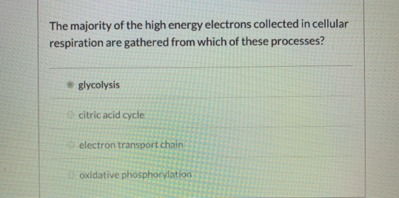 The majority of the high energy electrons collected in cellular respiration are gathered from which of these processes? glyco