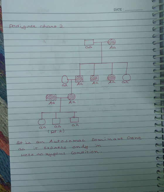 DATE: pedigree chart 2 САО Aa Аа Aa Аа aa Аа Aa o aa aa aa (Pt. 2) at is Autosomal Dominant ene express only Hete mozygour co