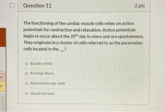 Question 11 2 pts The functioning of the cardiac muscle cells relies on action potentials for contraction and relaxation. Act