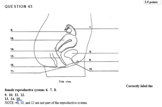 2.5 points QUESTION 45 7. 15. 14 8. 13. 9 12. 10. 11 Side view Correctly label the female reproductive system: 6. 7. 8 9, 10,