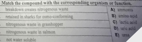 Match the compound with the corresponding organism or function. breakdown creates nitrogenous waste retained in sharks for osmo-conforming nitrogenous waste in grasshopper nitrogenous waste in salmon not water soluble A) ammonra B) amino acid cy lactic acid D) uic acid E) ure