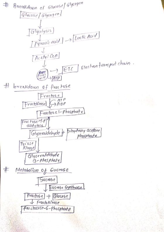 cosey ycogen Glucose / Glycon ycoly Si Acstyl Con TC Elensanspo chain 所2 Hbressdeun of Pouc Hose AT P Yuctokinase Fouctosel-P