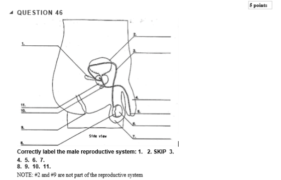 5 points QUESTION 46 2. 11 10. 9. S1de view 7. Correctly label the male reproductive system: 1. 2. SKIP 3 4. 5. 6. 7 8, 9. 10