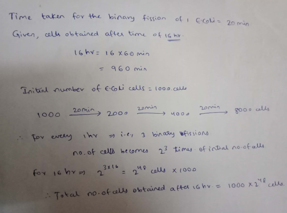 Time taren for the binary ision of Co2 in run Give, cells obtained aftes time ofIGhr 96 0 min nital numbev of eCoi calls lo0.cu 2omin Tov eAeey 、ky づǐ.ey 3 bnaayees si oM no.of com becomes 2了timu oficdaano.ofo4 1000 X2qgalu. no. or au obtained after 1G hv .. T, kad