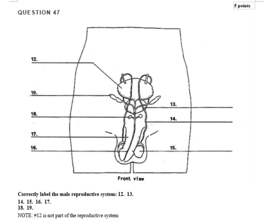 5 points QUESTION 47 12. 19. 13. 18. 14. 17. 16. 15. Front view Correctly label the male reproductive system: 12. 13. 14, 15,