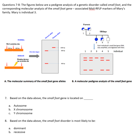 Questions 7-8: The figures below are a pedigree analysis of a genetic disorder called small foot, and the corresponding molecular analysis of the small foot gene - associated Mstl-RFLP markers of Marys family. Mary is individual 3. Parents Siblings NORMAL Each individuals small foot gene DNA was amplified, and digested with Msti. 1000 bp 400 600 600 bp 1 23 45 nividual PCR, Mst1 Digest DISEASE 400 bp A. The molecular summary of the small foot gene alel B. A molecular pedigree analysis of the small foot gene 7. Based on the data above, the small foot gene is located on a. Autosome b. X chromosome ?. Ychromosome 8. Based on the data above, the small foot disorder is most likely to be a. dominant b. recessive