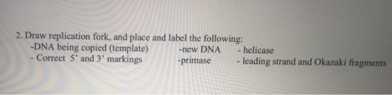 2. Draw replication fork, and place and label the following -DNA being copied (template)-new D - Correct 5 and 3 markings NA-helicase -primaseleading strand and Okazaki fragments