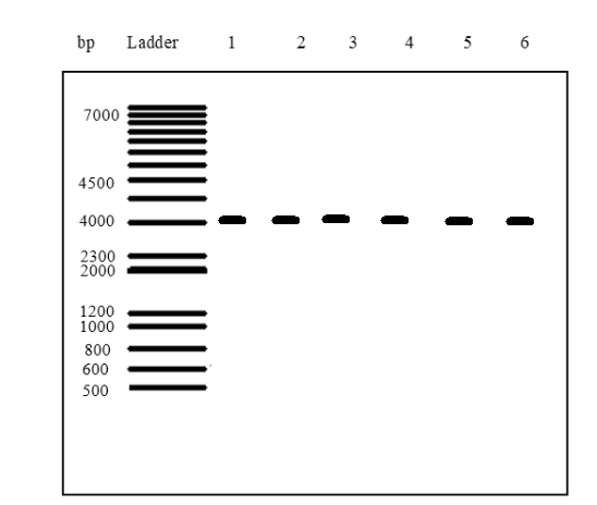 bp Ladder 1 2 3 4 5 6 7000 4500 4000 2300 2000 1200 1000 800 600 500
