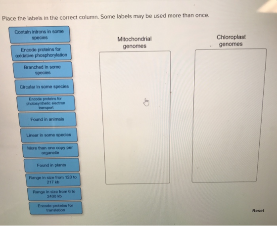 Place the labels in the correct column. Some labels may be used more than once. Contain introns in some species Mitochondrial