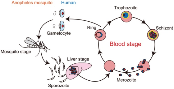 Anopheles mosquito Human Trophozoite Ring Schizont Gametocyte Blood stage Mosquito stage Liver stage Merozoite Sporozoite