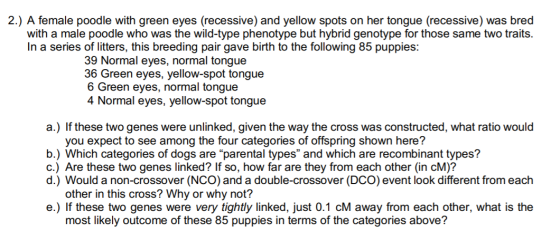 2.) A female poodle with green eyes (recessive) and yellow spots on her tongue (recessive) was bred with a male poodle who wa