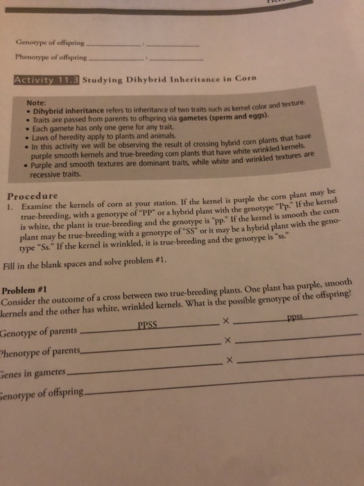 Genotype of offspring Phenotype of offspring Activity 11.3 Studying Dihybrid Inheritance in Corn Note: • Dihybrid inheritance