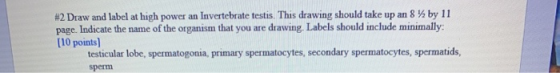 #2 Draw and label at high power an Invertebrate testis. This drawing should take up an 8 % by 11 page. Indicate the name of t