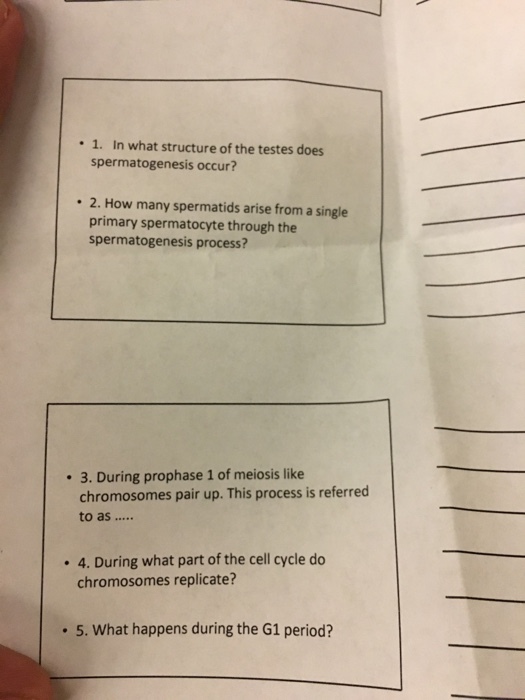 1. In what structure of the testes does spermatogenesis occur? 2. How many spermatids arise from a single primary spermatocyte through the spermatogenesis process? 3. During prophase 1 of meiosis like chromosomes pair up. This process is referred 4. During what part of the cell cycle do chromosomes replicate? . 5. What happens during the G1 period?