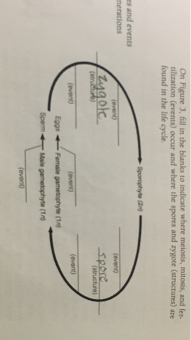 On Figure 3, fill in the blanks to indicate where meiosis, mitosis, and fer- dlization (events) occur and where the spores and zygote (structures) are found in the life cycle es and events nerations EgsFemale gametophyte (1n SpemMale gametophyte (1