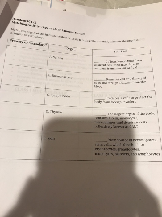 20 Handout IG1-2 Matching Activity: Organs of the Immune System Match the organ of the immune system with its function primary or secondary Primary or Secondary? Then identify whether the organ is Organ Function A. Spleen adjacent tissues to filter foreign antigens from interstitial fluid Collects lymph fluid from B. Bone marrow cells and foreign antigens from the blood Removes old and damaged C. Lymph node Produces T cells to protect the body from foreign invaders D. Thymus The largest organ of the body; contains T cells, monocytes macrophages, and dendritic cells collectively known as CALT E. Skin Main source of hematopoietic stem cells, which develop into erythrocytes, granulocytes monocytes, platelets, and lymphocytes