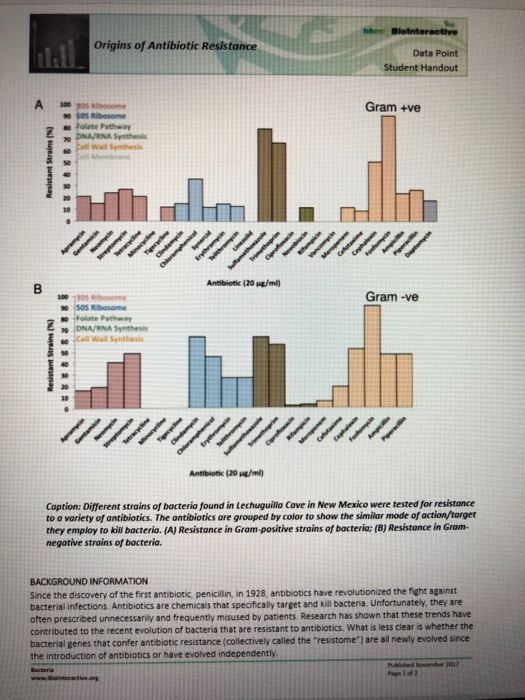 Origins of Antibiotic Resistance Data Point Student Handout Gram +ve Folate Pathway ANAS Resistant Strains Gram -ve SOS boome