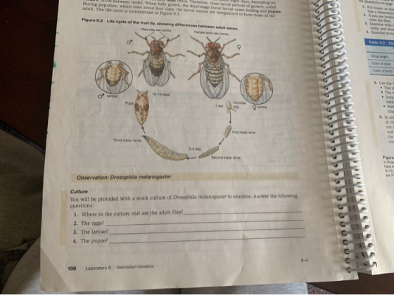 days, depending on Therefore, three larval periods of growh, callled between molts. When fully grown, Dhe thind-stage inatar