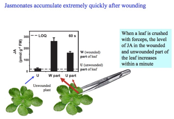 Jasmonates accumulate extremely quickly after wounding When a leaf is crushed with forceps, the level of JA in the wounded an