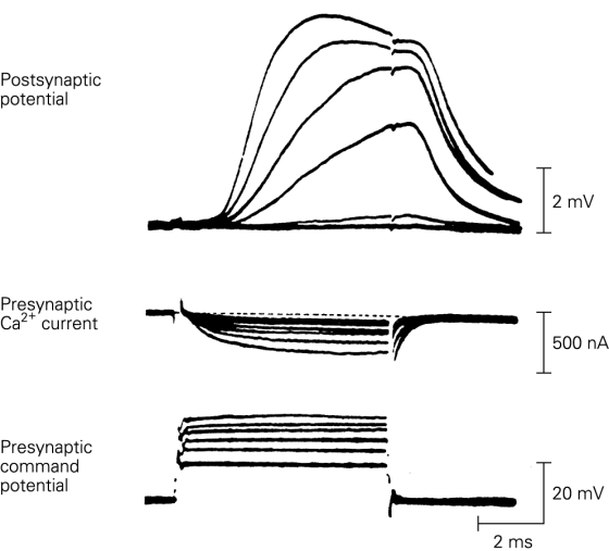 Postsynaptic potential 2 mV Presynaptic Ca2 current 500 nA Presynaptic command potential 20 mV 2 ms