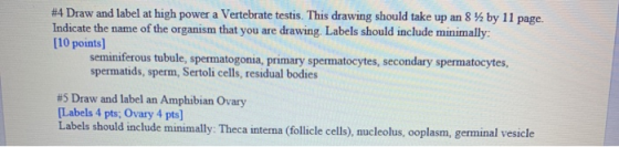 #4 Draw and label at high power a Vertebrate testis. This drawing should take up an 8 12 by 11 page Indicate the name of the