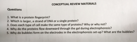 CONCEPTUAL REVIEW MATERIALS Questions 1. What is a protein fingerprint? 2. Which is larger, a strand of DNA or a single prote
