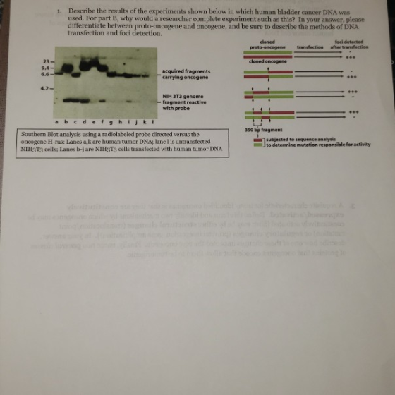 Describe the results of the experiments shown below in which human bladder cancer DNA was used. For part B, why would a resea
