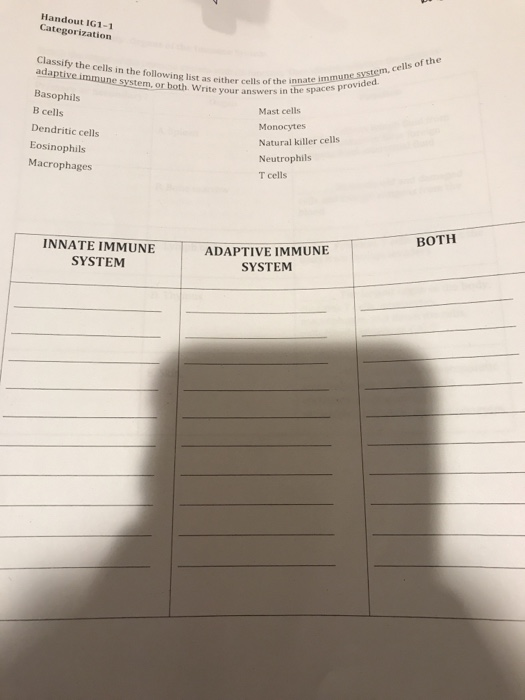 Handout IG1-1 Categorization Classify the cells in the following list as either cells of the innaspaces pro adaptive immune systerm Basophils B cells Dendritic cells Eosinophils Macrophages , or both. Write your answers in the rovided answers inmune system, cells of the Mast cells Monocytes Natural killer cells Neutrophils T cells BOTH INNATE IMMUNE SYSTEM ADAPTIVE IMMUNE SYSTEM